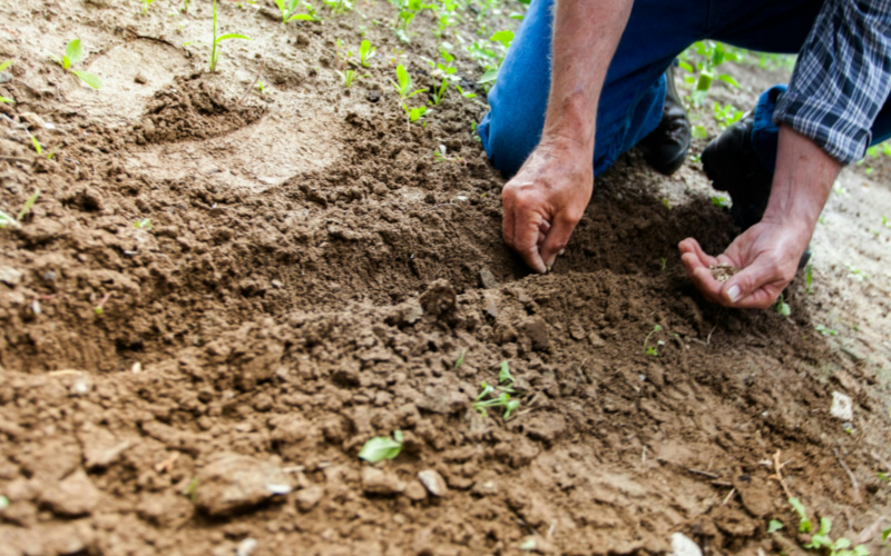 土壤、肥料以及作物的氮含量